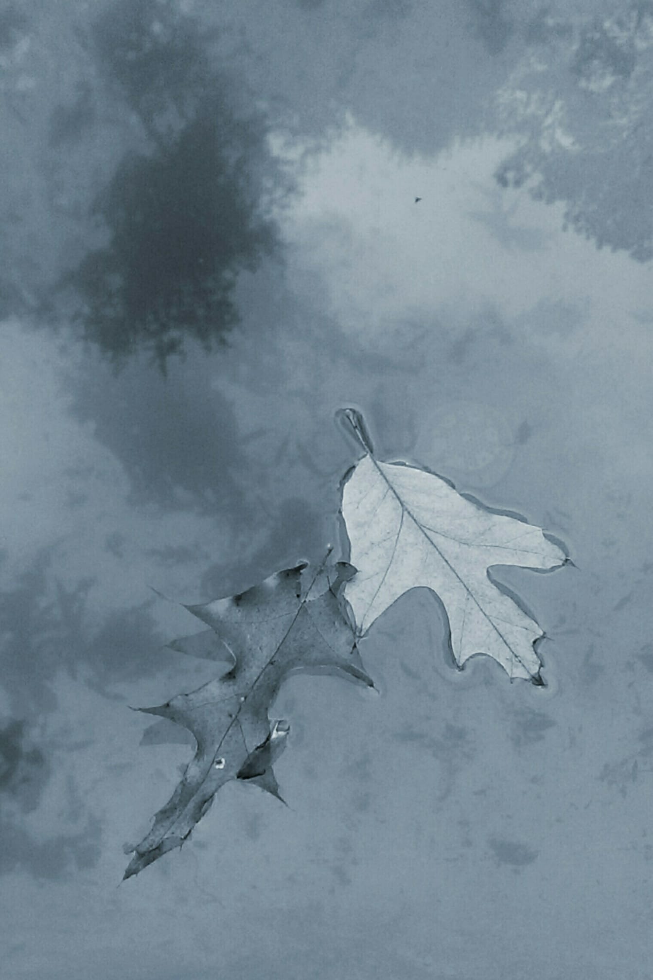 https://www.jackiegamber.com/Twin%20Leaves